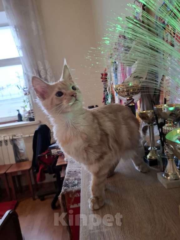 Кошки в Москве: Куненок невероятного окраса Мальчик, 30 000 руб. - фото 3