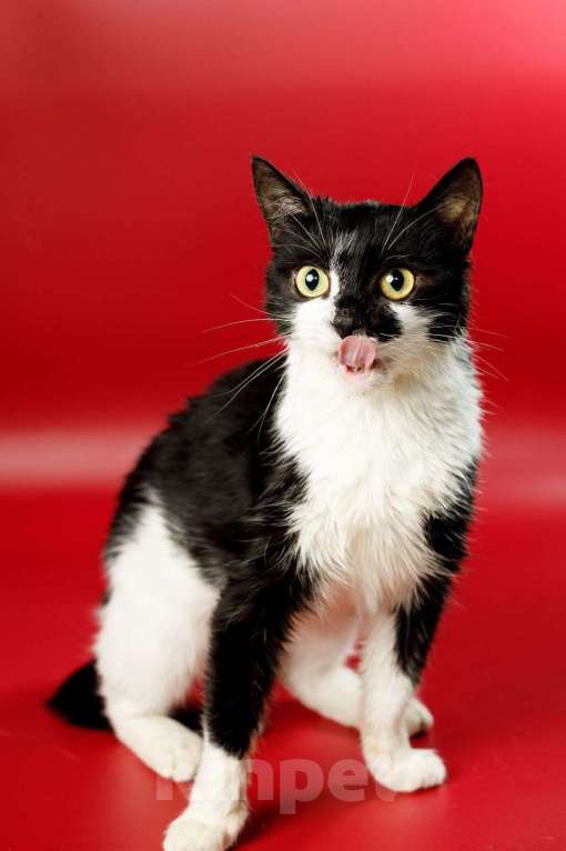 Кошки в Москве: Бетти, кошачий супергерой Девочка, Бесплатно - фото 3