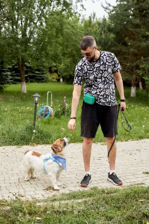 Собаки в других городах Московской области: Арни ищет семью Мальчик, Бесплатно - фото 8