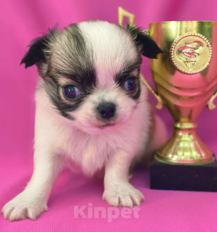 Собаки в Москве: Мальчик чихуахуа длинношёрстный Мальчик, 35 000 руб. - фото 6