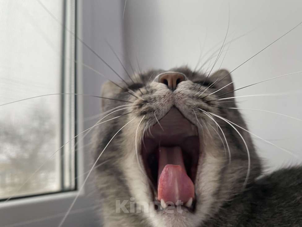 Кошки в Костроме: Отдадим в добрые руки❤️ Мальчик, Бесплатно - фото 8