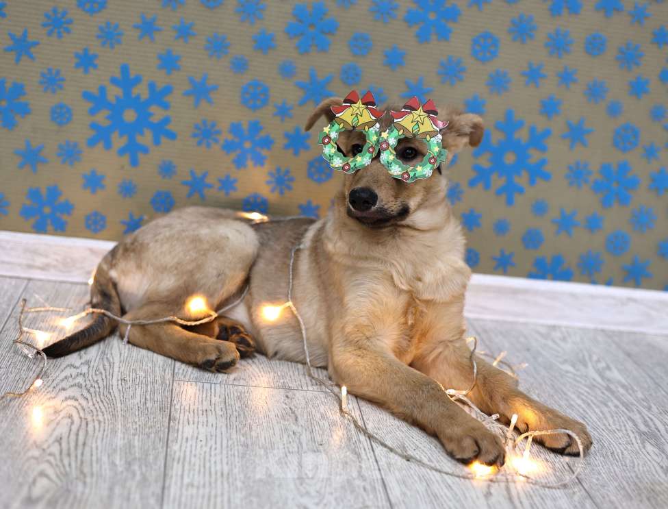 Собаки в Москве: Щенки бесплатно в Москве Девочка, Бесплатно - фото 2