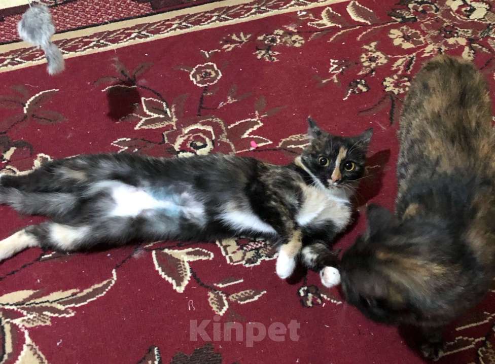 Кошки в Иркутске: Продается замечательная кошечка Девочка, 1 500 руб. - фото 4