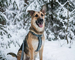 Собаки в Москве: Алекс из приюта ищет дом Мальчик, Бесплатно - фото 1