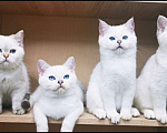 Кошки в Самаре: Котята котик и кошечки Девочка, 35 000 руб. - фото 1
