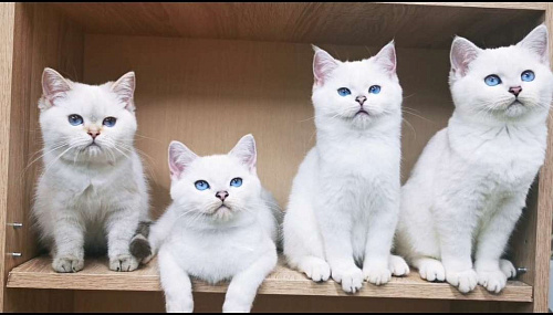 Объявление: Котята котик и кошечки, 35 000 руб., Самара