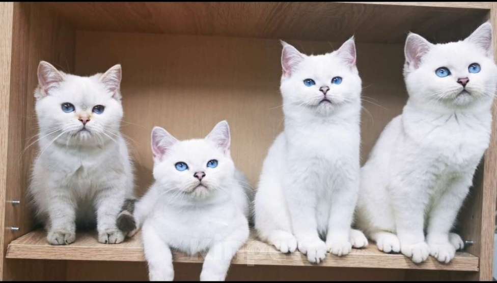 Кошки в Самаре: Котята котик и кошечки Девочка, 35 000 руб. - фото 1