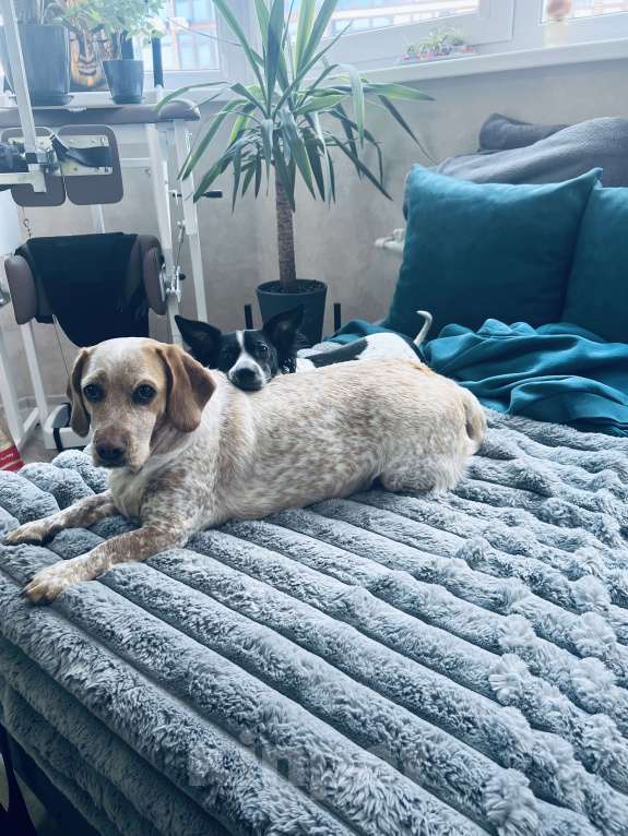 Собаки в Анапе: Взрослая собака в добрые руки Девочка, Бесплатно - фото 4