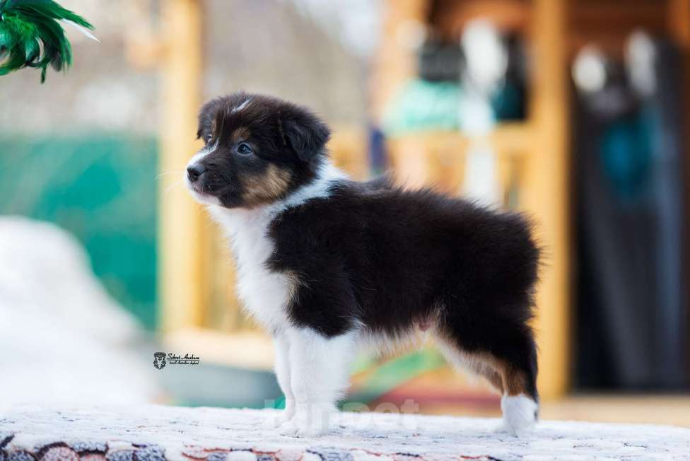 Собаки в Москве: Австралийская овчарка, аусси Мальчик, 50 000 руб. - фото 5