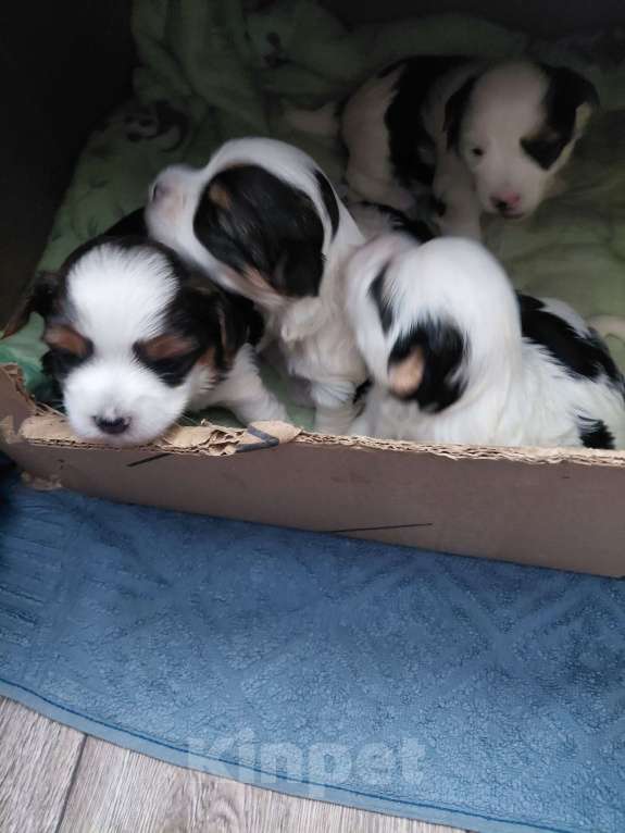 Собаки в Нижнем Тагиле: Щенки бивер-йорка. Мальчик, 30 000 руб. - фото 1