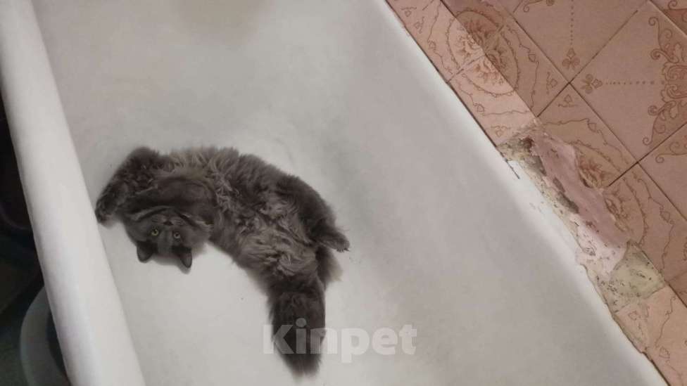 Кошки в Новосибирске: Добрый котик ищет хозяина Мальчик, Бесплатно - фото 1