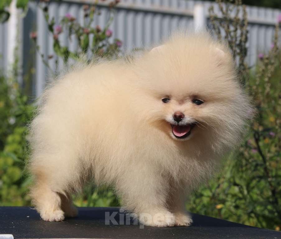 Собаки в Москве: померанский шпиц  Мальчик, 50 000 руб. - фото 4