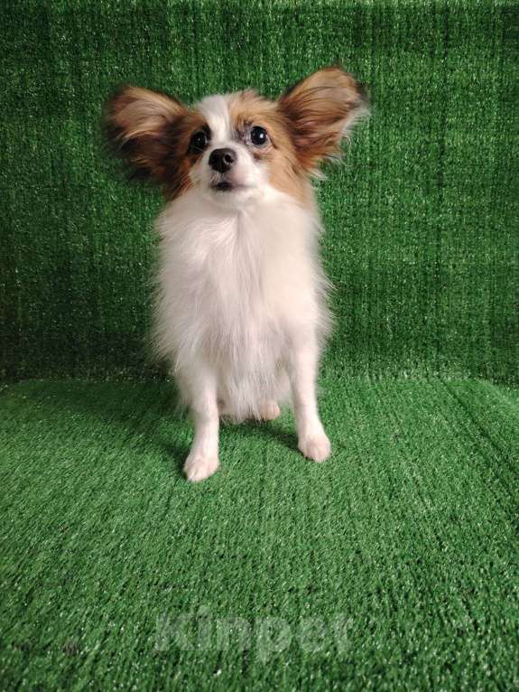 Собаки в Набережных Челнах: Папийон девочка Девочка, 25 000 руб. - фото 5