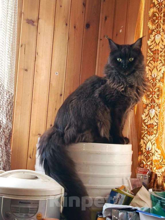 Кошки в Москве: Потерялся мейн-кун Черуша Мальчик, 5 000 руб. - фото 2