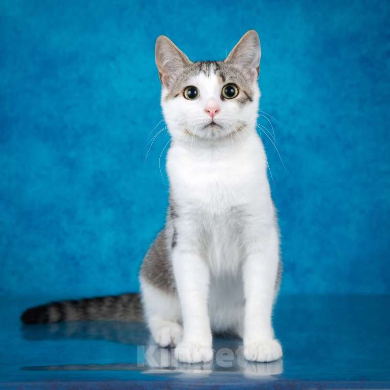 Кошки в Москве: Котёнок Джули Девочка, 1 руб. - фото 5