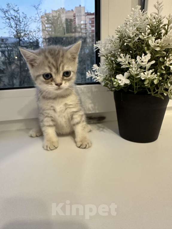 Кошки в Люберцах: Британские голубоглазые котята  Девочка, 6 000 руб. - фото 2