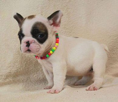 Очаровательная француженка