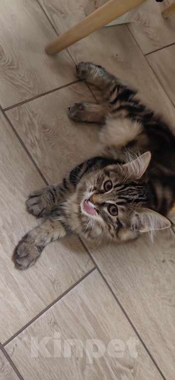 Кошки в Иркутске: Кошечка курильский бобтейл Девочка, 35 000 руб. - фото 4