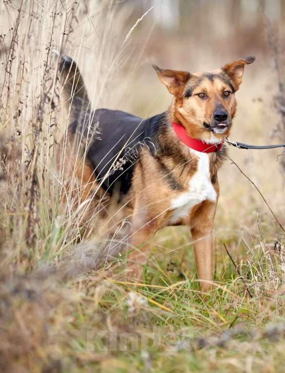 Собаки в Москве: Кристи. Солнечная девочка из приюта Девочка, 1 руб. - фото 2