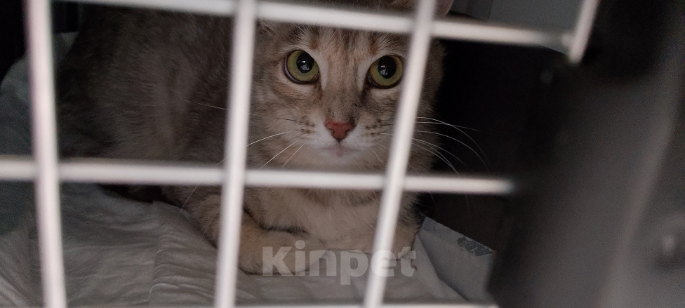 Кошки в Жуковском: Котенок из леса в поиске дома Девочка, Бесплатно - фото 5