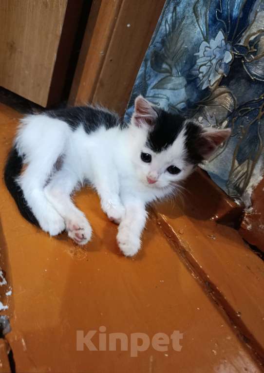 Кошки в Набережных Челнах: Котёнок в добрые руки Мальчик, Бесплатно - фото 2