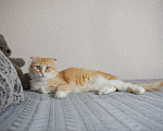 Кошки в Москве: Кошка Орнела ищет дом Девочка, Бесплатно - фото 3