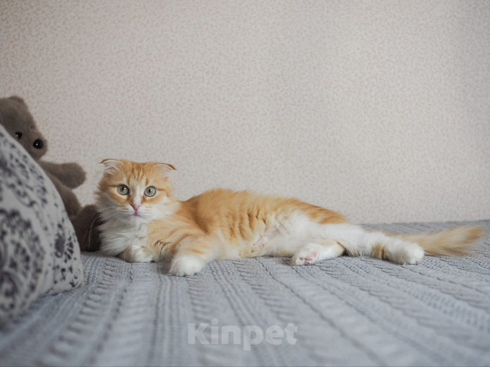 Кошки в Москве: Кошка Орнела ищет дом Девочка, Бесплатно - фото 3