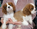 Собаки в Москве: Кавалер Кинг Чарльз 3,5 мес щенки. Мальчик, 35 000 руб. - фото 2