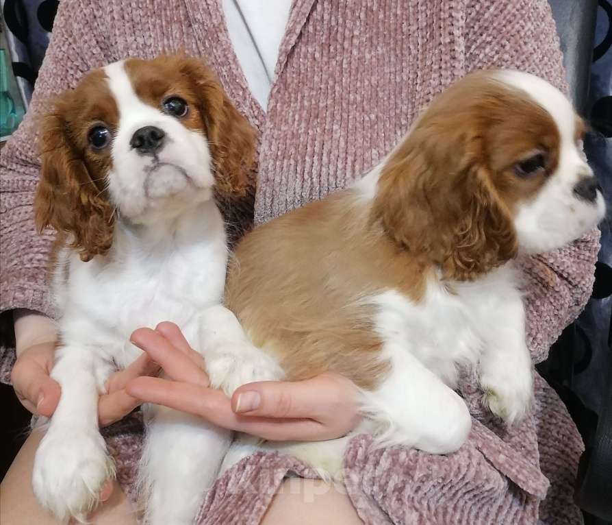 Собаки в Москве: Кавалер Кинг Чарльз щенки. Мальчик, 85 000 руб. - фото 2