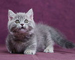 Кошки в Барнауле: Котик Юрий💟 Мальчик, Бесплатно - фото 1