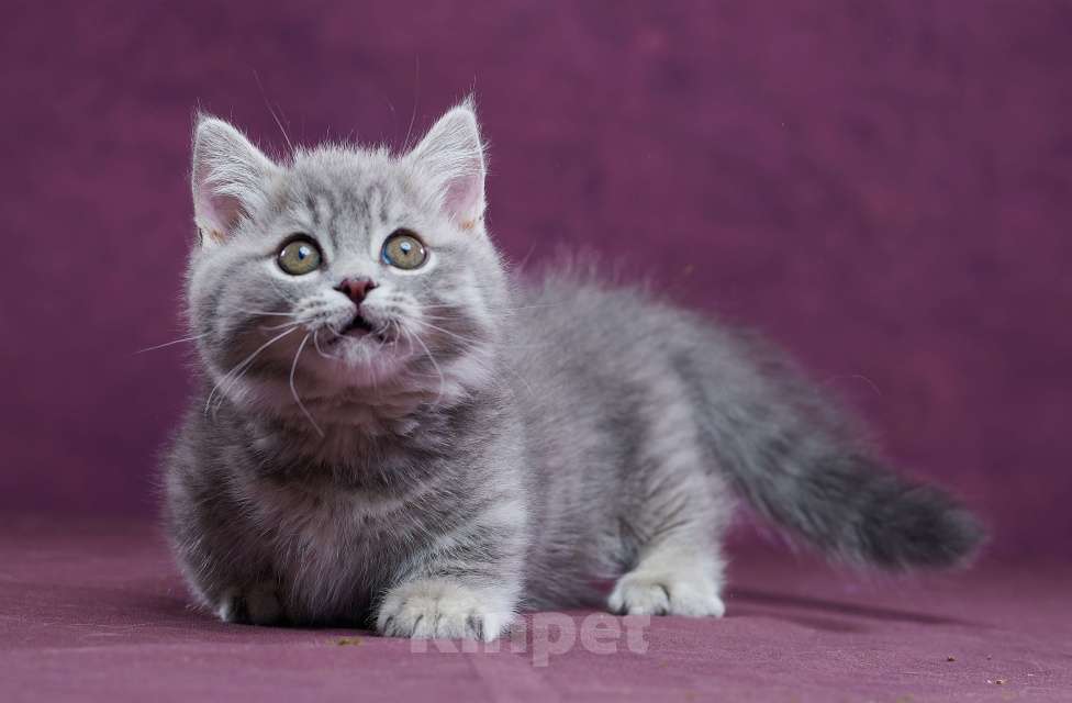 Кошки в Барнауле: Котик Юрий💟 Мальчик, Бесплатно - фото 1