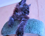 Кошки в Москве: Шикарнейший котёнок Сладкий Пирожок Мальчик, 25 000 руб. - фото 1