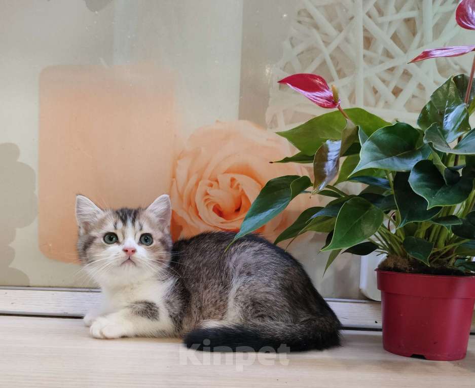 Кошки в Воронеже: Британская девочка окрас биколор Девочка, 25 000 руб. - фото 1