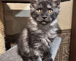 Кошки в Петергофе: Девулечка куночка  Девочка, 50 000 руб. - фото 3
