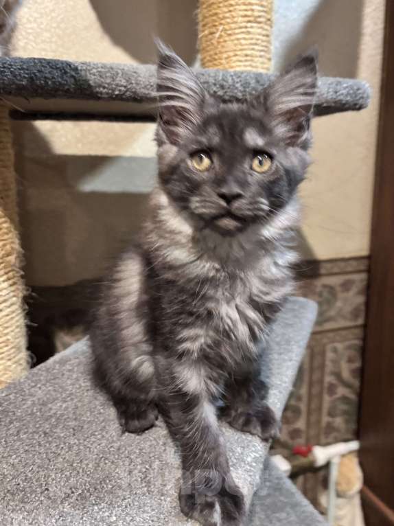 Кошки в Петергофе: Девулечка куночка  Девочка, 50 000 руб. - фото 3