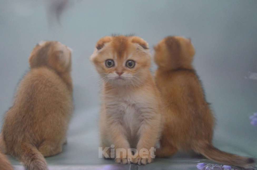 Кошки в Вологде: Шотландский вислоухий котёнок Мальчик, 20 000 руб. - фото 2