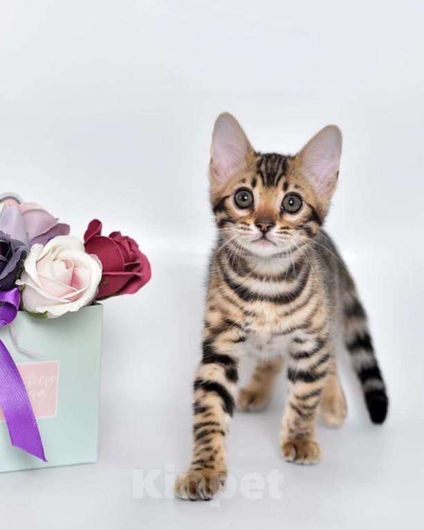 Кошки в Нижнем Новгороде: Продажа котят бенгальской породы, 45 000 руб. - фото 1