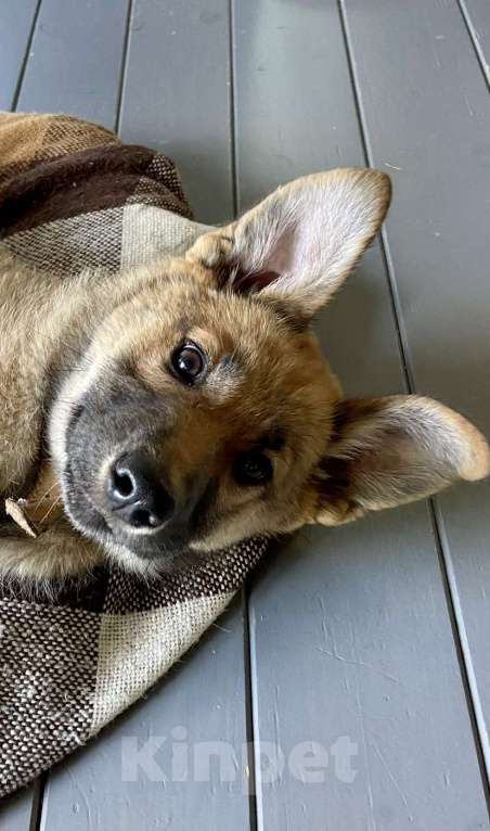 Собаки в Москве: Щенок для классной семьи 🐶 Девочка, 1 руб. - фото 8