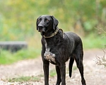 Собаки в Домодедово: Кай. Ему без человека никак. Удивительно человечный и мудрый мальчик в поисках своей семьи Мальчик, Бесплатно - фото 3