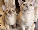 Кошки в Москве: Бурманские котята Мальчик, 60 000 руб. - фото 1