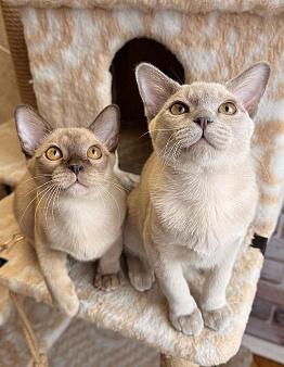 Бурманские котята