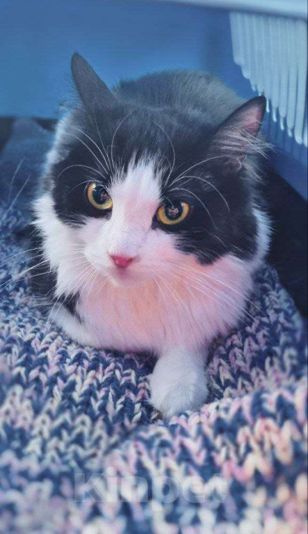 Кошки в Москве: Нежная красавица Фенечка (2,5 лет) в добрые руки! Девочка, Бесплатно - фото 1