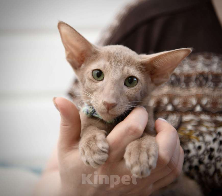 Кошки в Санкт-Петербурге: Ориентальные котята с документами  Девочка, 70 000 руб. - фото 4