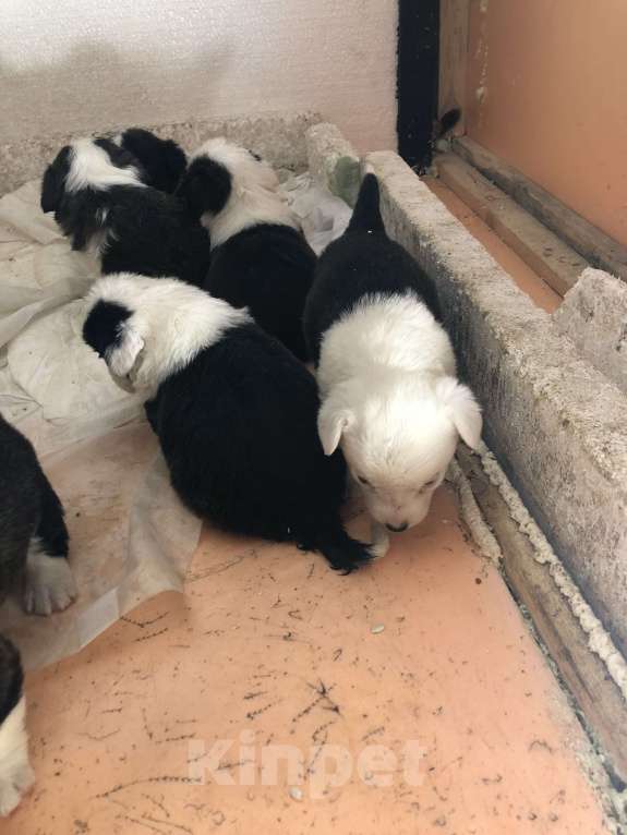 Собаки в Шахте: Продаются шенки вельш корги Кардиган Разнополые, 50 000 руб. - фото 1