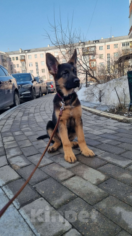Собаки в Балашихе: Щенки немецкой овчарки Девочка, 85 000 руб. - фото 1