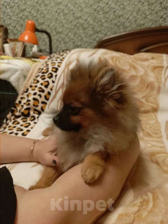 Собаки в Узловой: Щенок померанского шпица Мальчик, 40 000 руб. - фото 3