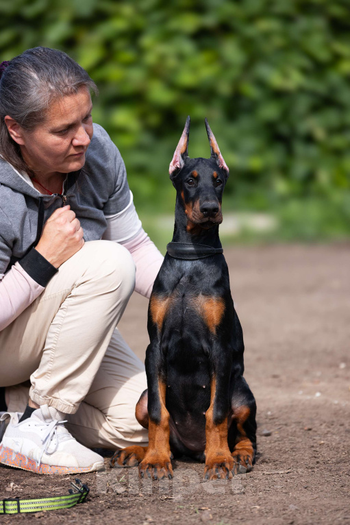 Собаки в Клине: Сука, лимонная лента Девочка, 150 000 руб. - фото 2