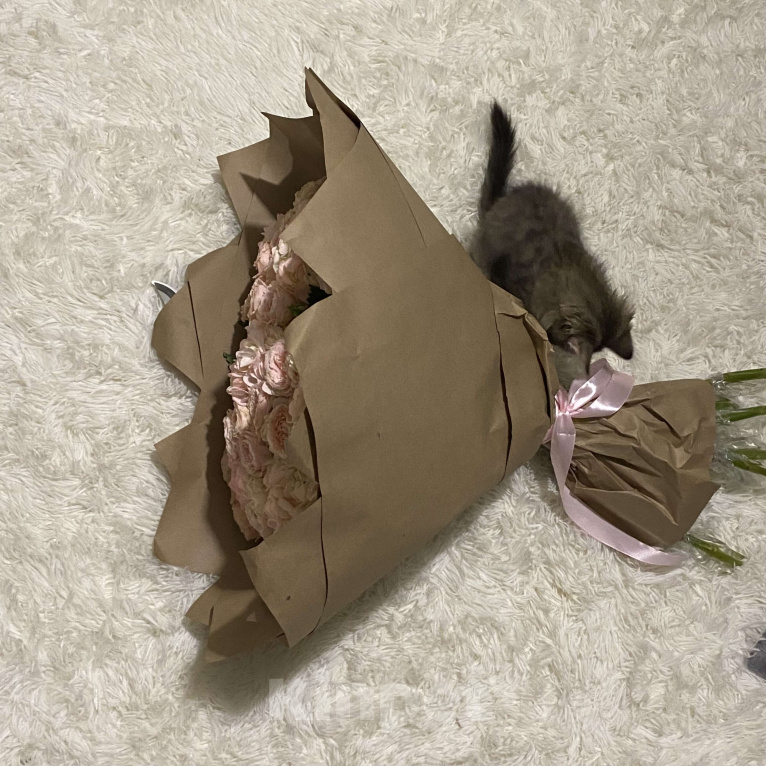 Кошки в Балашихе: котёнок, серая девочка, в добрые руки  Девочка, Бесплатно - фото 2