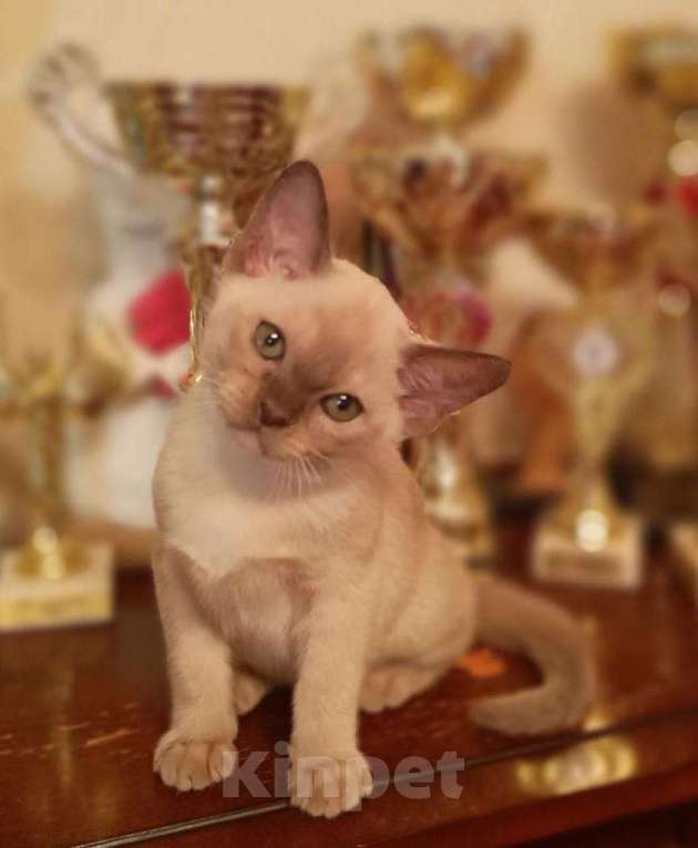 Кошки в Москве: Варвара Девочка, 70 000 руб. - фото 1