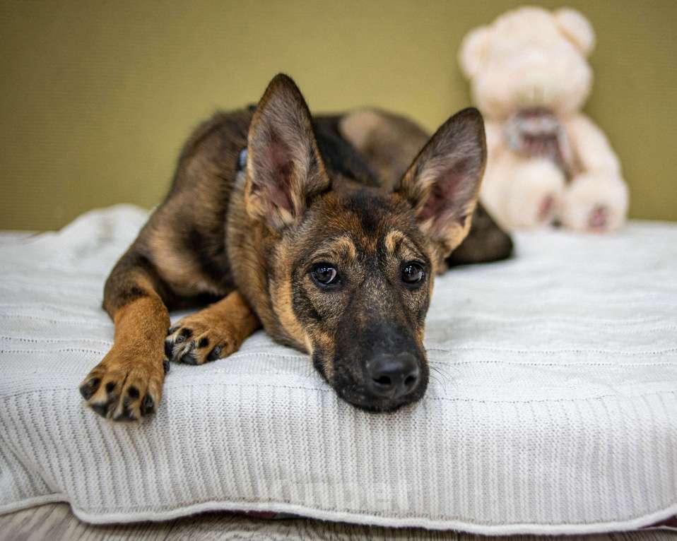 Собаки в Москве: Щенок бесплатно Москва Девочка, Бесплатно - фото 3